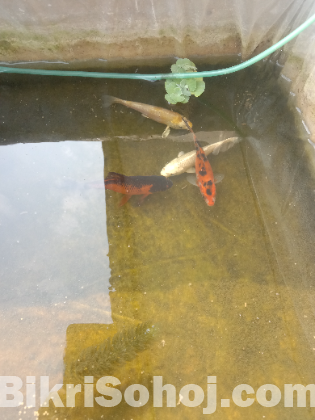 Japanese koi